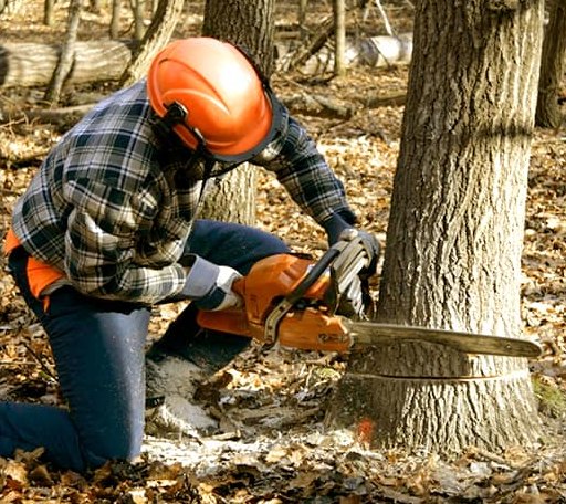 Tree Removal in Hico, WV